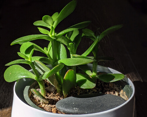 Money Plant