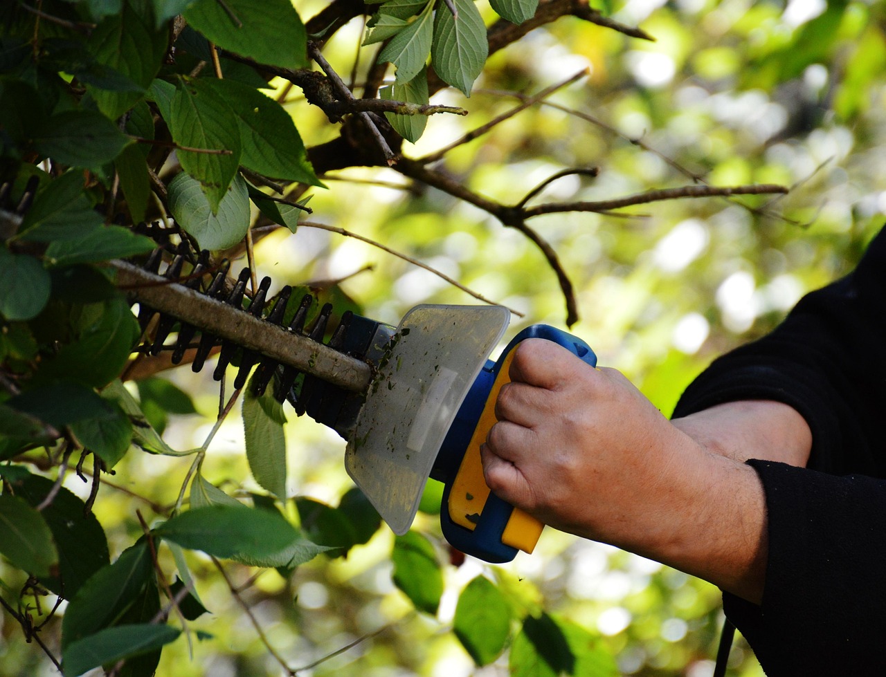Professional Hedge Cutting Service