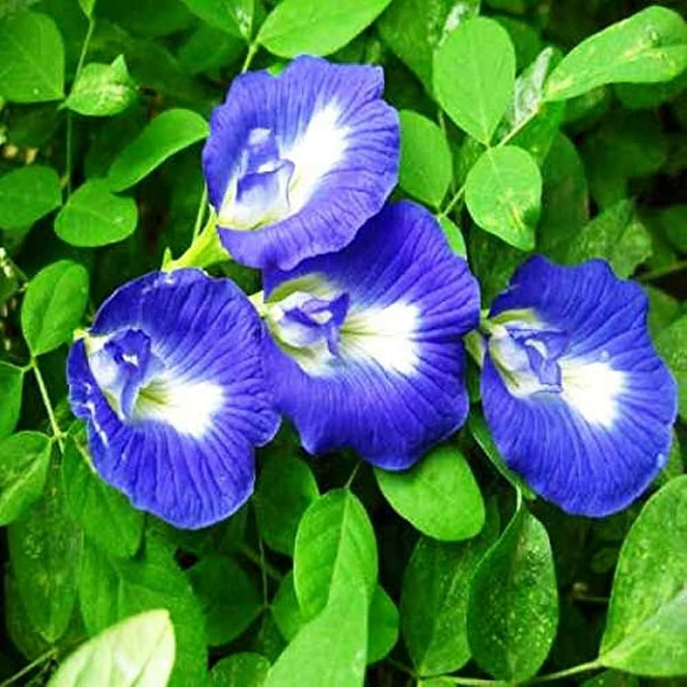 Aparajita