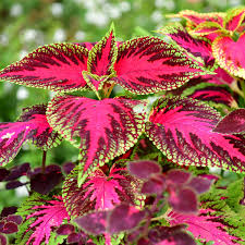Coleus