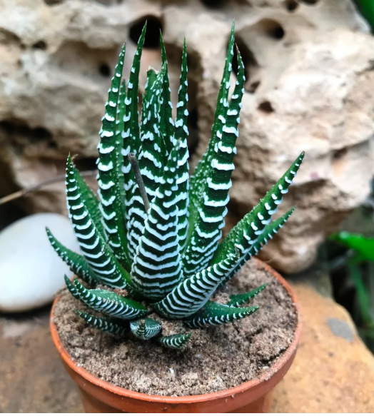 Haworthia