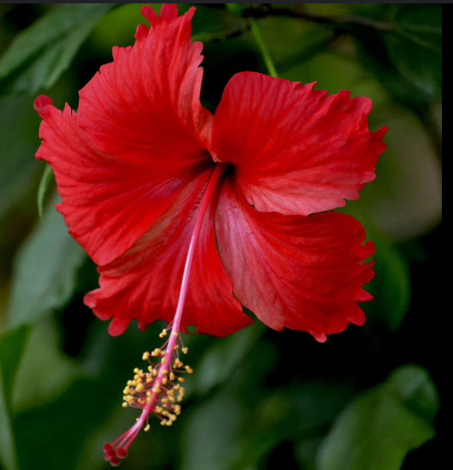 Hibiscus