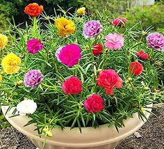 Portulaca