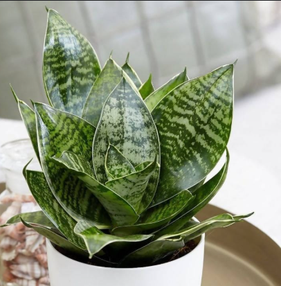 Sansevieria Hahnii