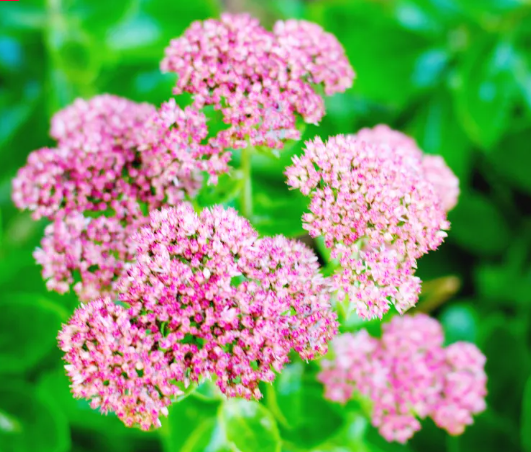 Sedum