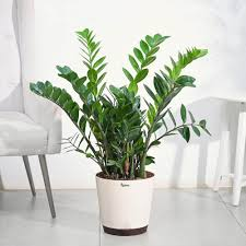 ZZ Plant