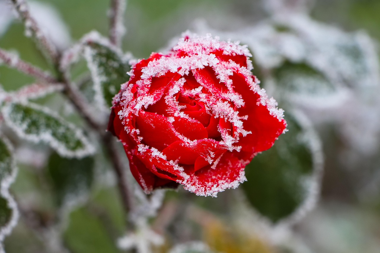 Beautiful Rose